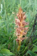Orobanche elatior