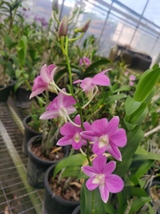 Orchidaceae