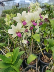 Orchidaceae