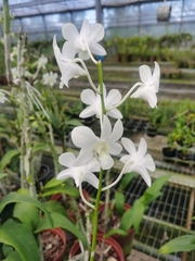 Orchidaceae