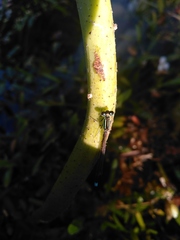 Ischnura elegans