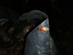 Pseudomops interceptus