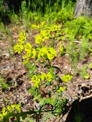 Euphorbia esula