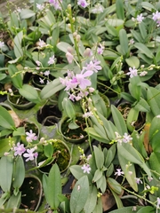 Orchidaceae
