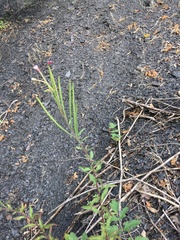 Epilobium lanceolatum