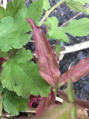 Epilobium lanceolatum