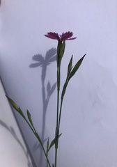 Dianthus deltoides