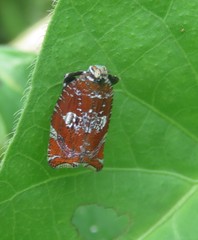 Lophopinae