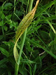 Puccinia allii