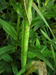 Puccinia allii