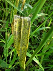 Puccinia allii