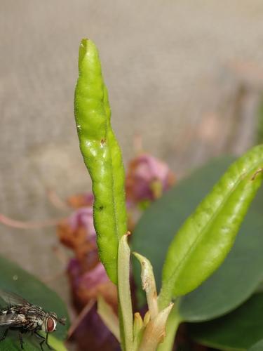 Illinoia lambersi