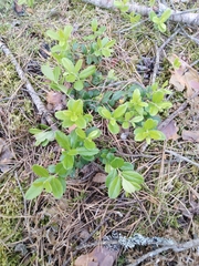 Vaccinium vitis-idaea