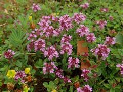 Thymus pulegioides