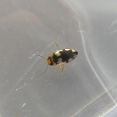 Hydroglyphus flammulatus