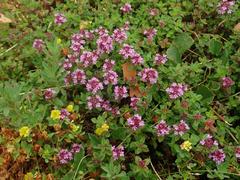 Thymus pulegioides