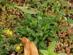 Plantago lanceolata
