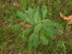 Hypochaeris radicata