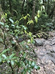 Cinnamomum subavenium