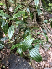 Cinnamomum subavenium