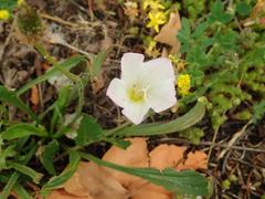 Convolvulus arvensis