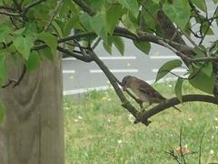 Passer domesticus