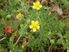 Potentilla argentea