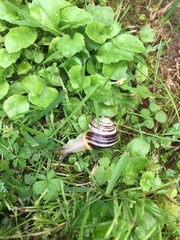 Cepaea hortensis