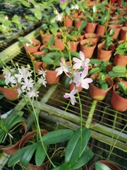 Orchidaceae