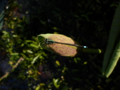 Ischnura elegans
