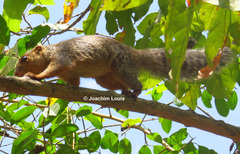 Heliosciurus undulatus