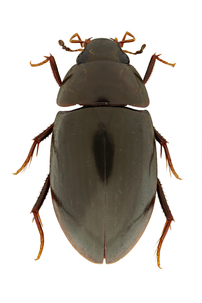 Neosternolophus