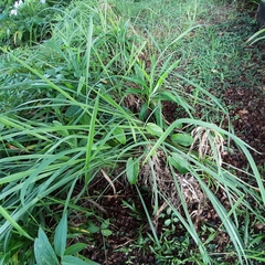 Aristolochia acuminata
