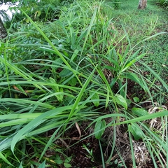 Aristolochia acuminata