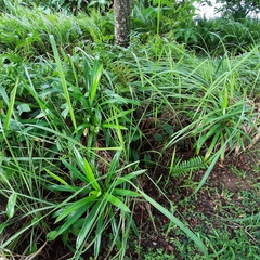 Aristolochia acuminata