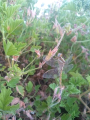 Orthetrum chrysostigma