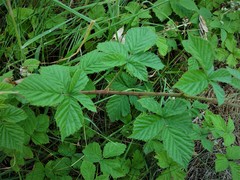 Rubus eboracensis