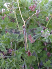 Orthetrum chrysostigma