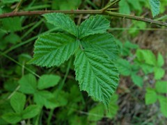 Rubus eboracensis