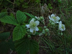 Rubus eboracensis