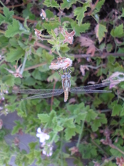 Orthetrum chrysostigma