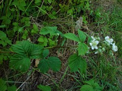 Rubus eboracensis