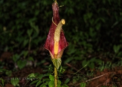 Amorphophallus commutatus