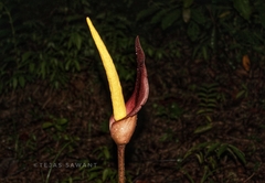 Amorphophallus commutatus