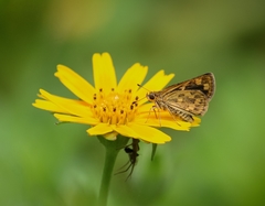 Taractrocera ceramas