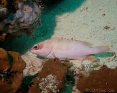 Epinephelus fasciatus