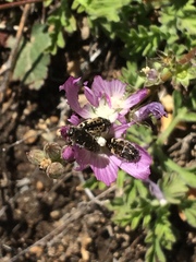 Acmaeodera