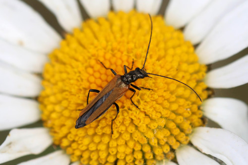 Oedemera femorata, photo 6 of 7