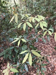 Neolitsea aciculata