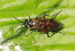 Macrophya punctumalbum
